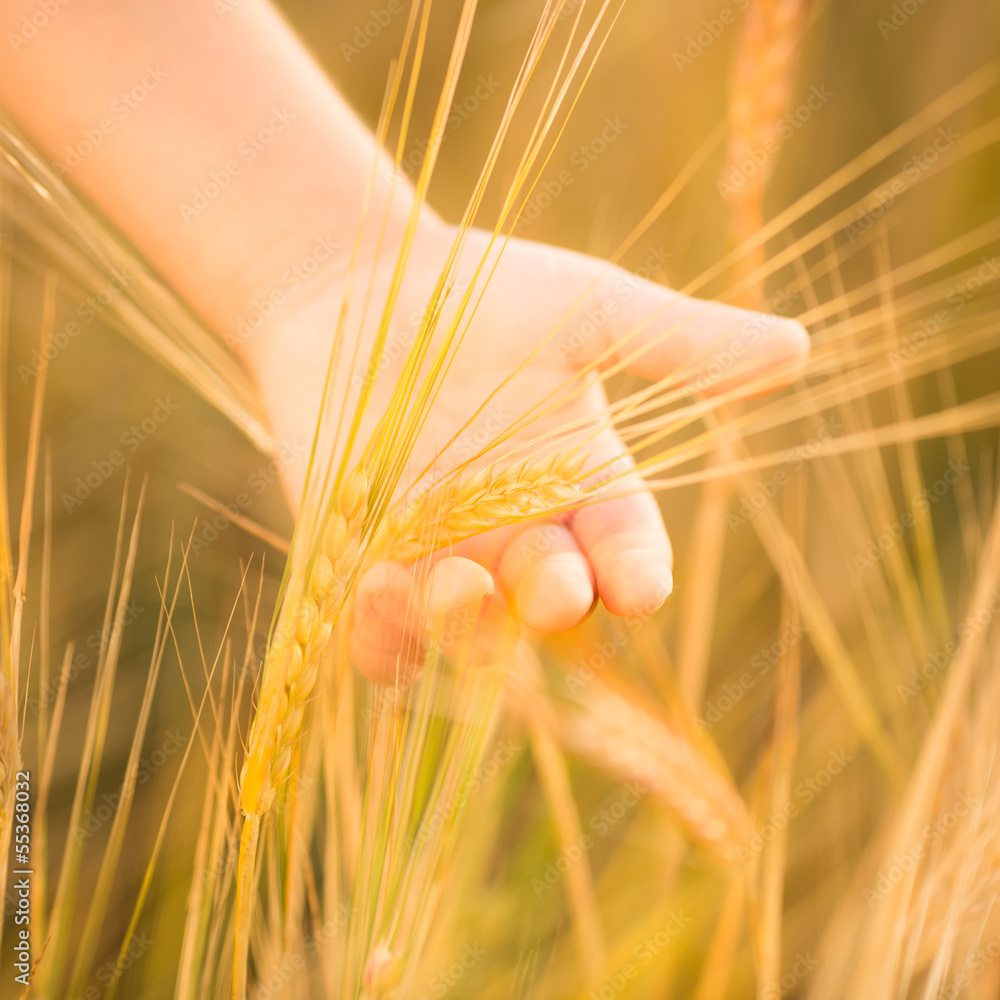 Hand holding wheat. Closeup