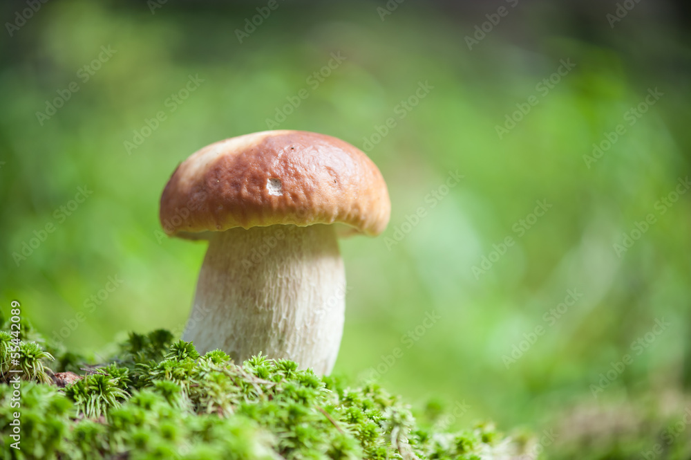 mushroom