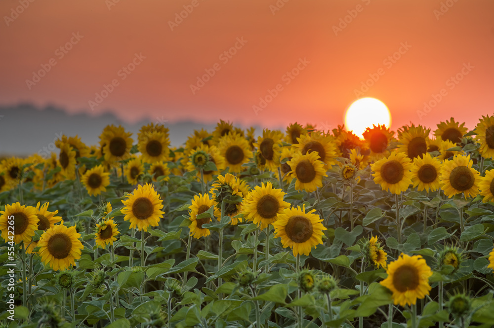 sunflower