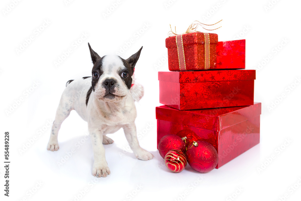 French bulldog puppy in santa hat  with present boxes over white