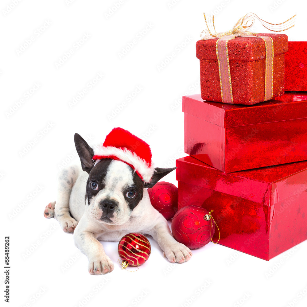 French bulldog puppy in santa hat  with present boxes over white