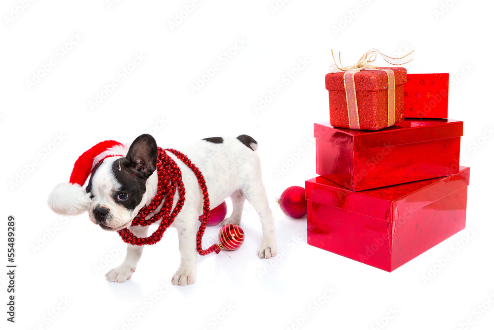 French bulldog puppy in santa hat  with present boxes over white