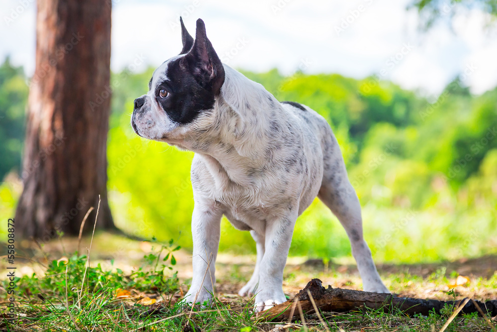 French bulldog on the walk in forest