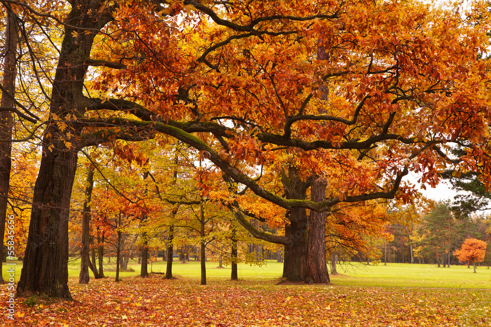 autumn trees in park