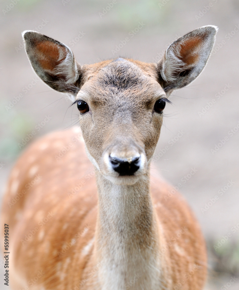 Fallow deer