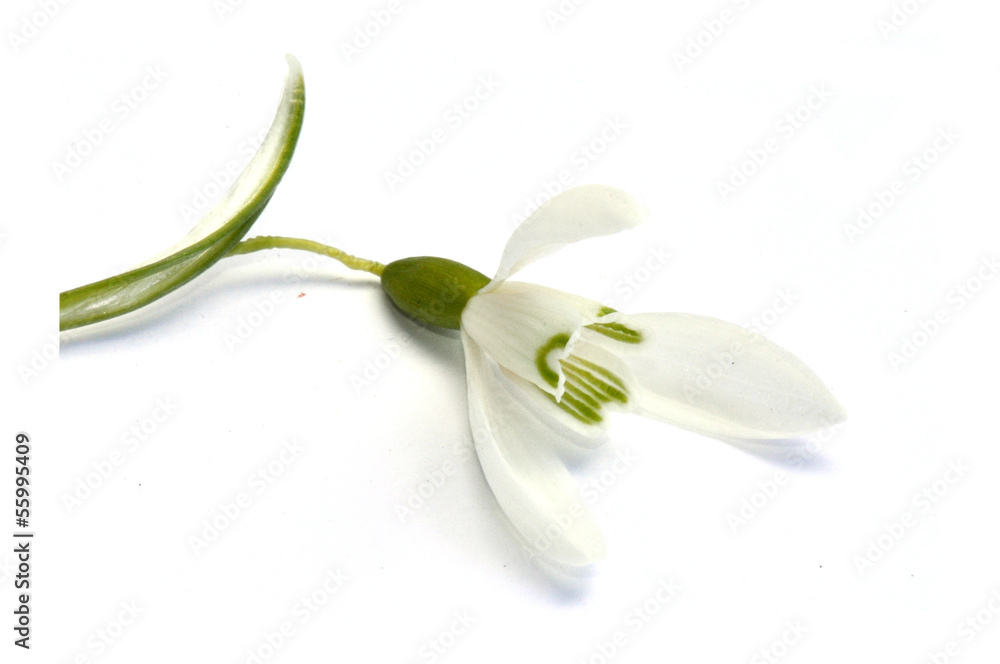 Snowdrop on white background