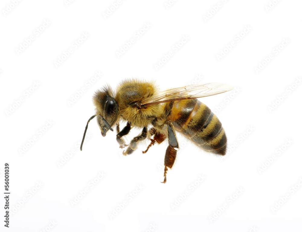 bee