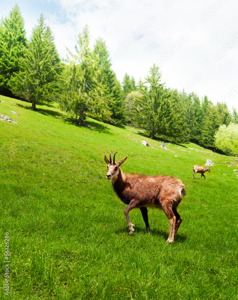 山地草甸中的Chamois