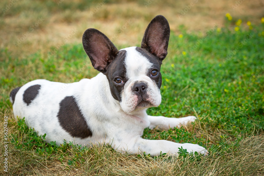 French bulldog puppy on the grass