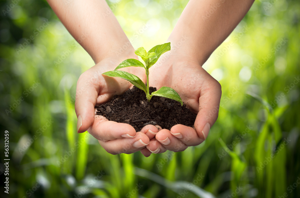 plant in hands - grass background