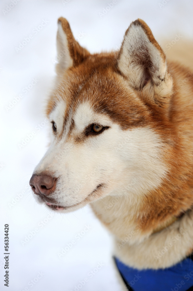 西伯利亚哈士奇犬冬季画像