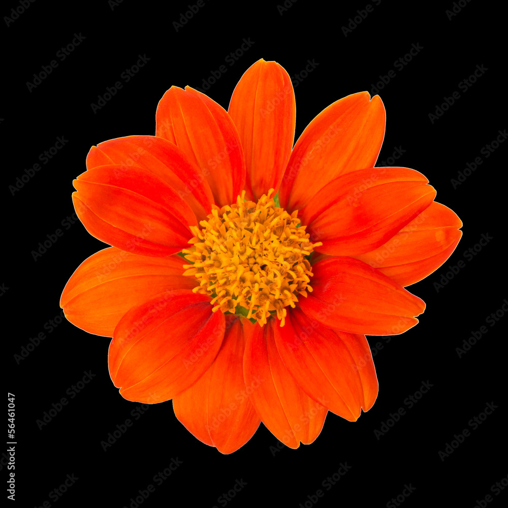 The orange flower isolated on black background