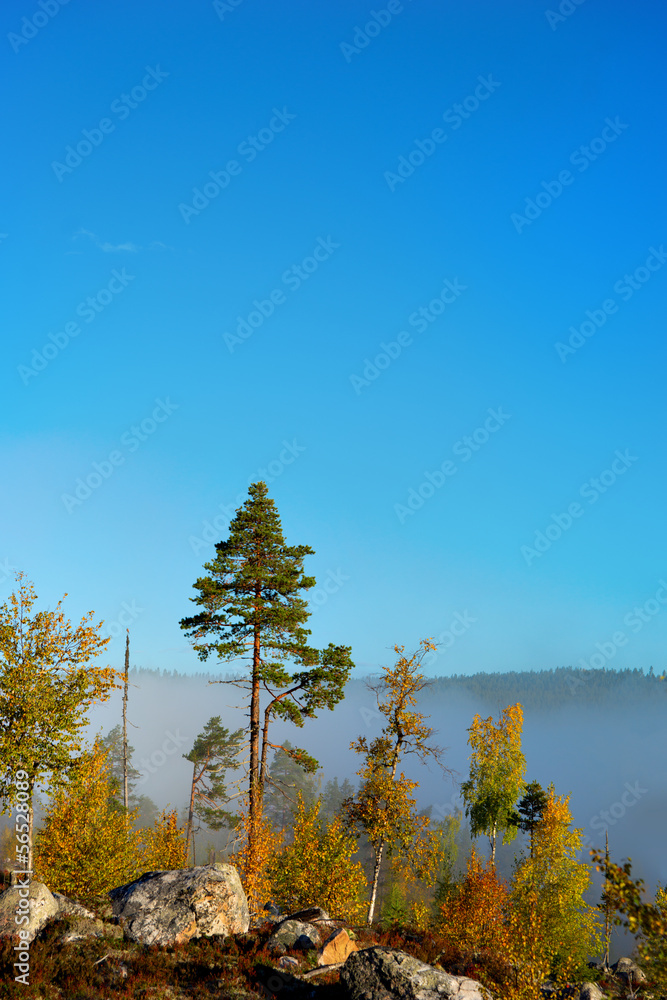 trees on foggy autumn morning