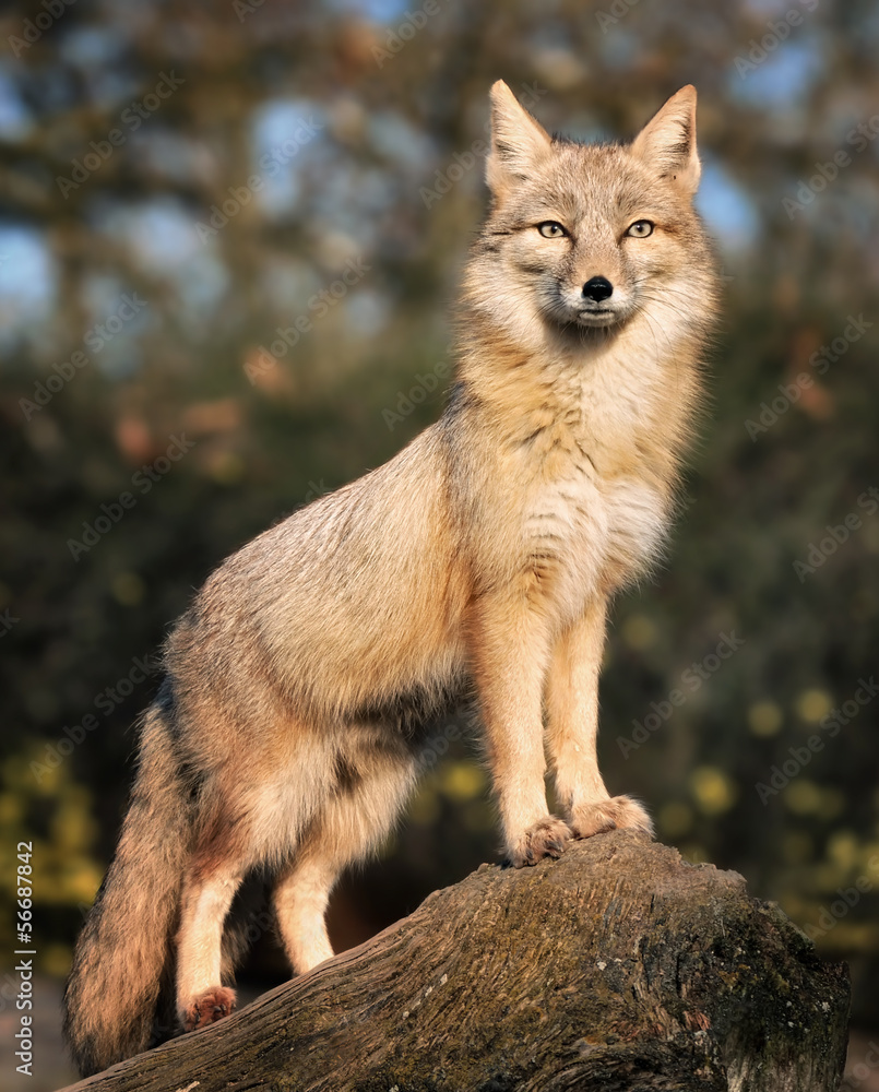 Fuchs auf seinem Ausguck