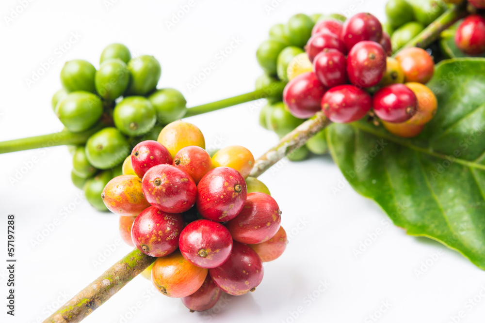 coffee beans on white background