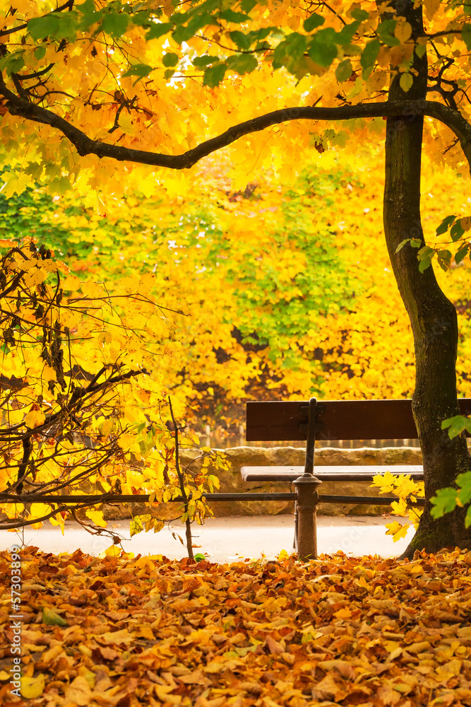 Beautiful alley in the yellow autumnal park