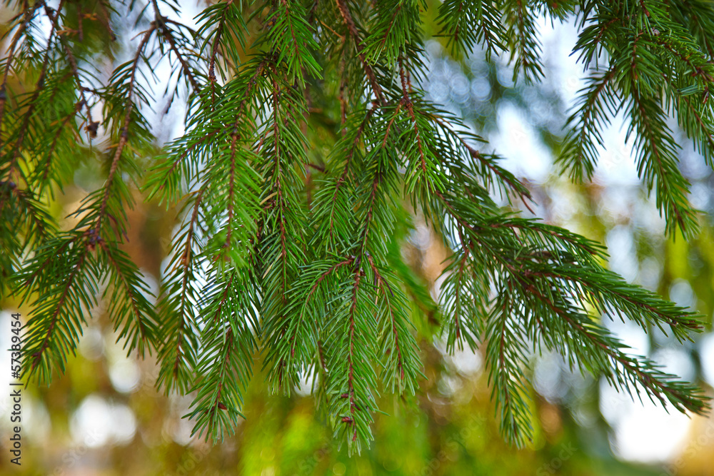 pine branch