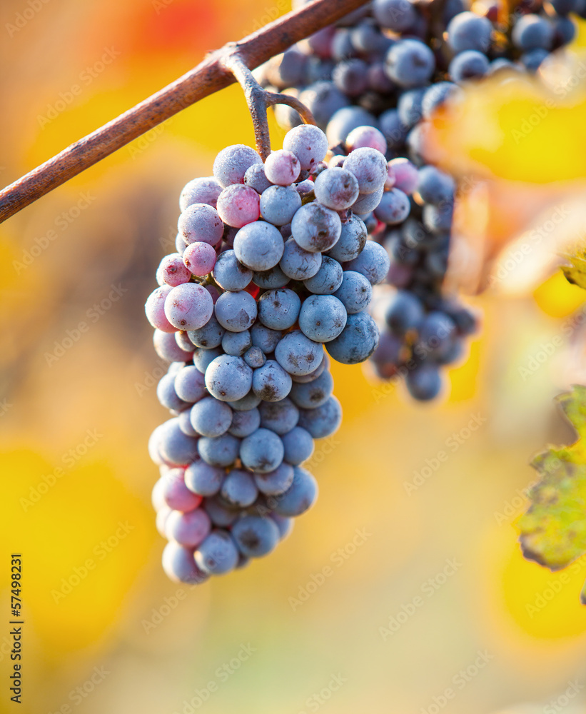 Wine grapes