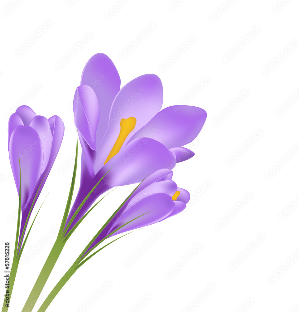 Vector illustration of crocus flower