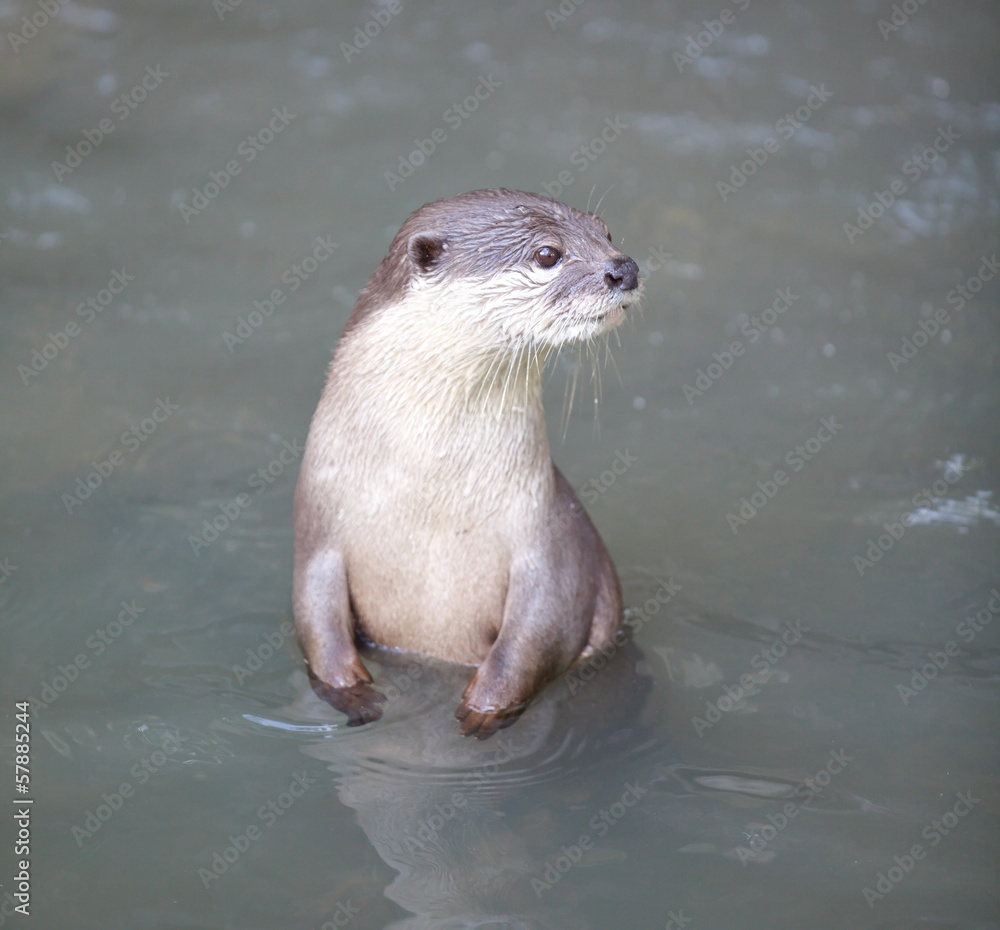 欧洲水獭（Lutra Lutra）