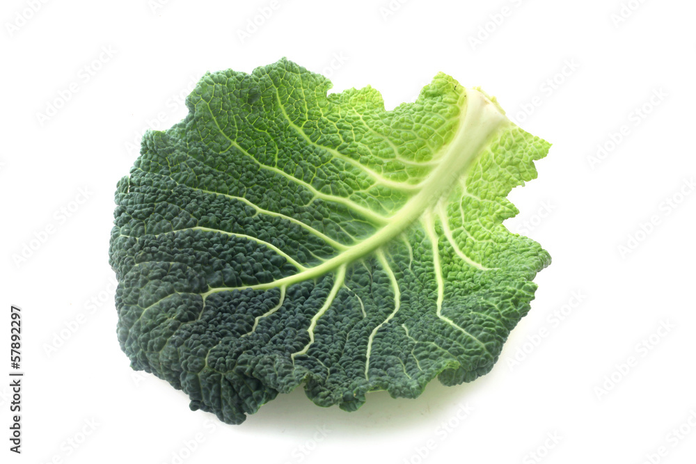 Savoy Cabbage Leaf