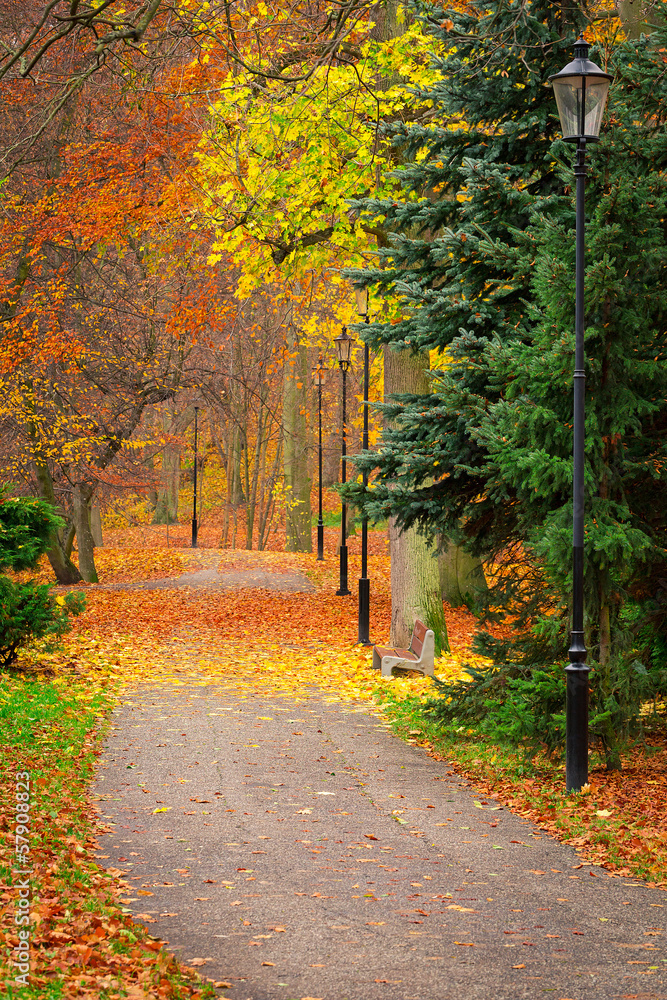 Autumnal alley in the park, Poland