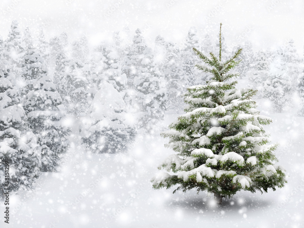 Tannenbaum in schönem Schneefall