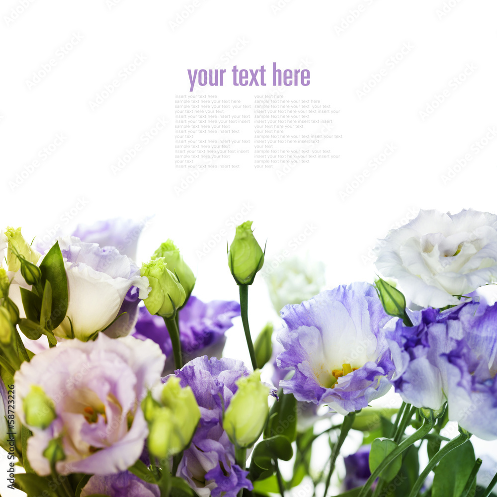 White and purple eustoma flowers