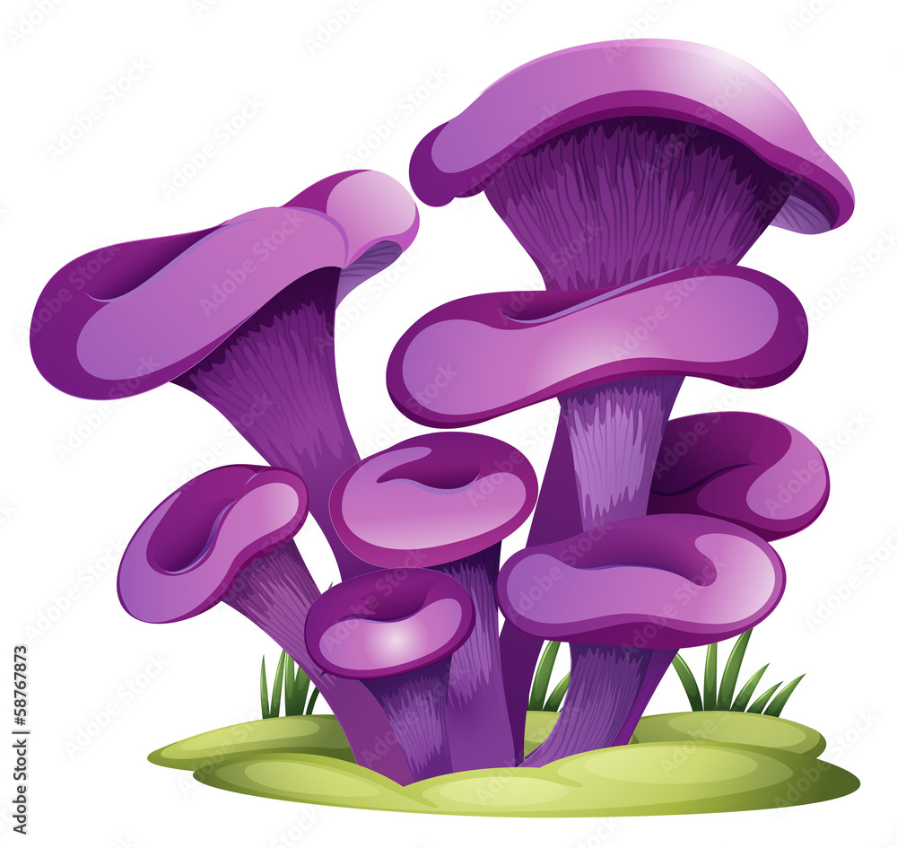 Purple fungi