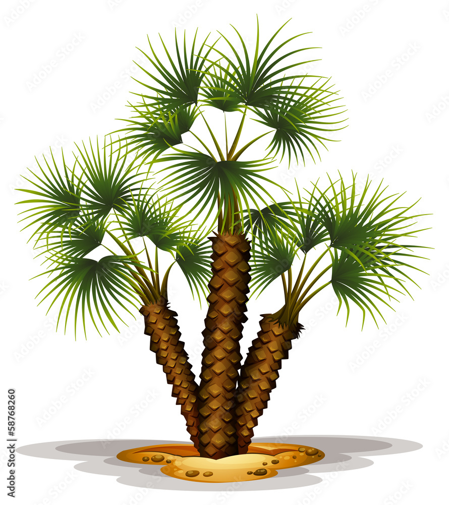 Chamaerops Humilis