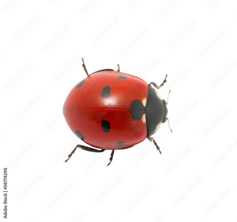 Ladybug