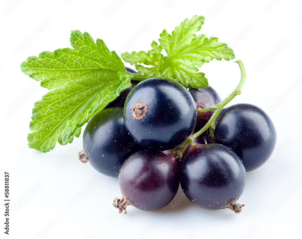 Black currant isolated on white background