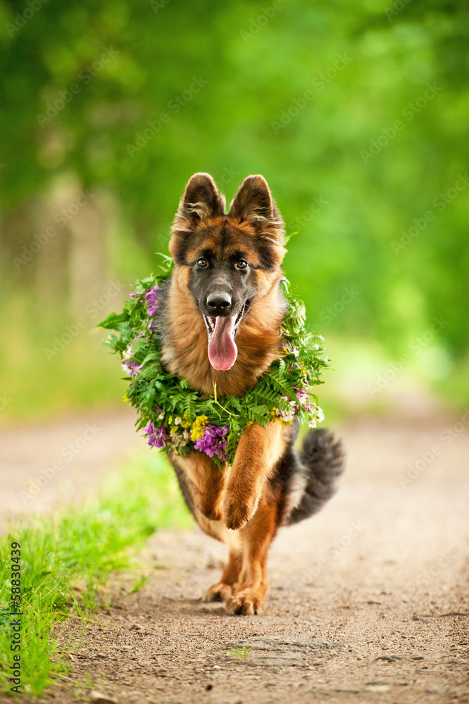 德国牧羊犬带着花环奔跑