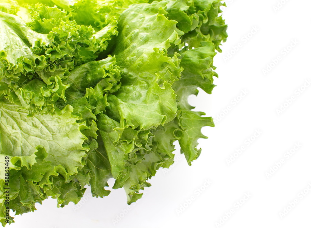 Fresh Lettuce isolated on white background   close-up