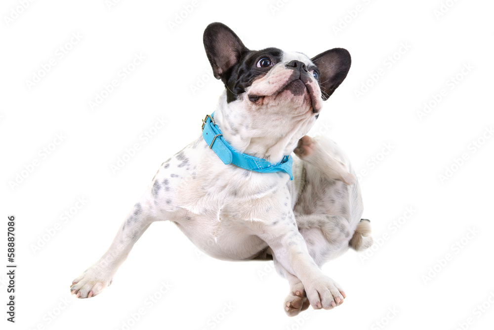 French bulldog scratching his ears over white background