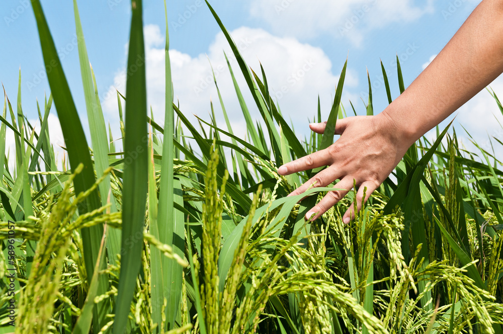 Mature rice fields