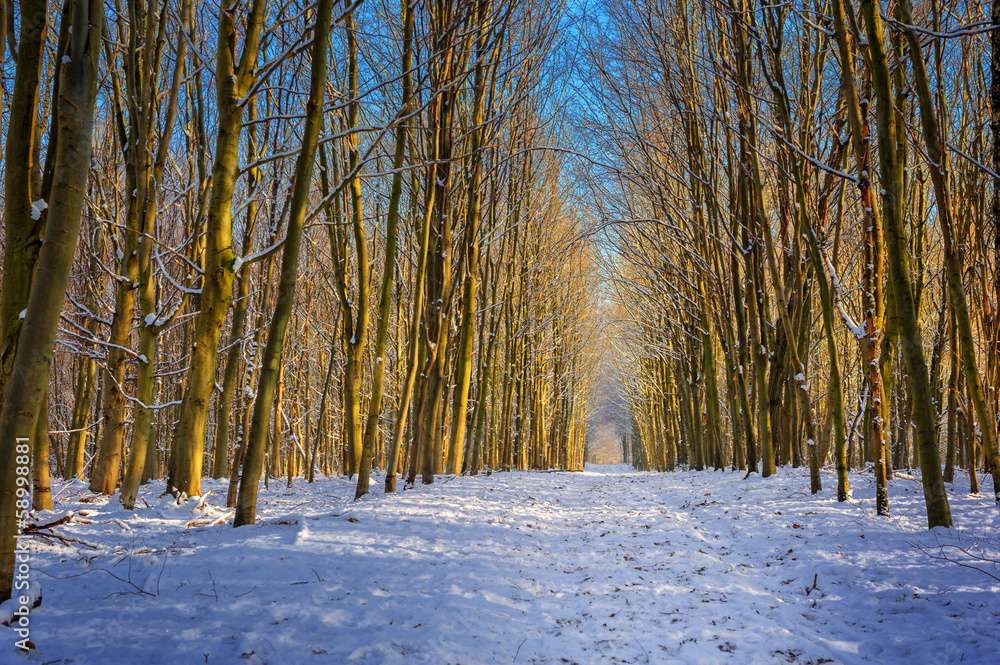 Winter landscape