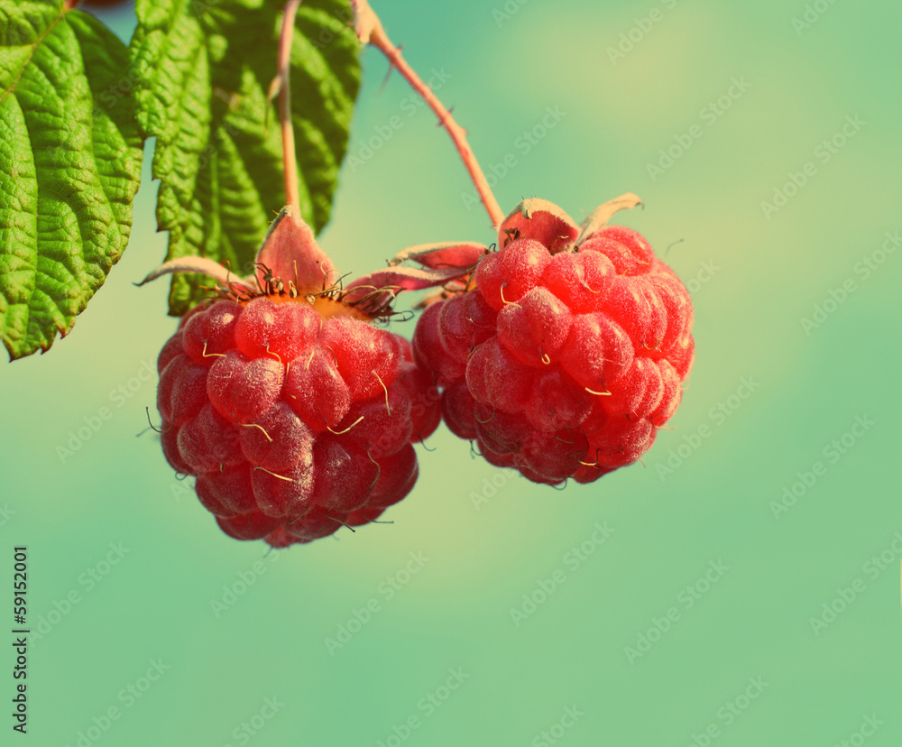 pair of raspberry - vintage retro style