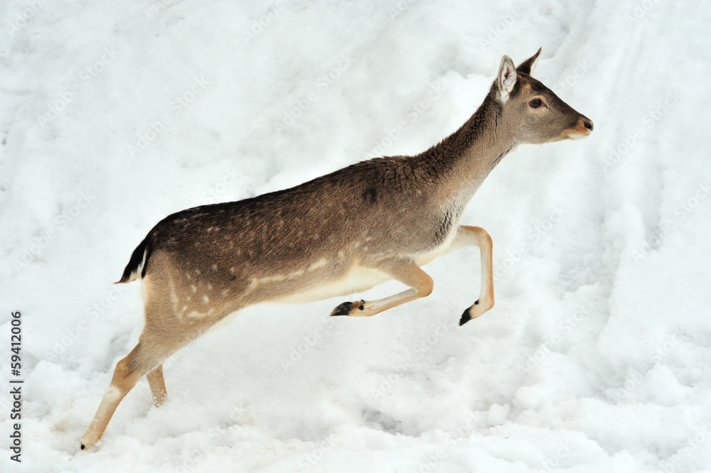 Fallow deer