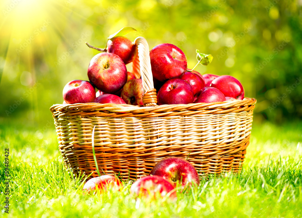 Organic Apples in a Basket outdoor. Orchard. Autumn Garden