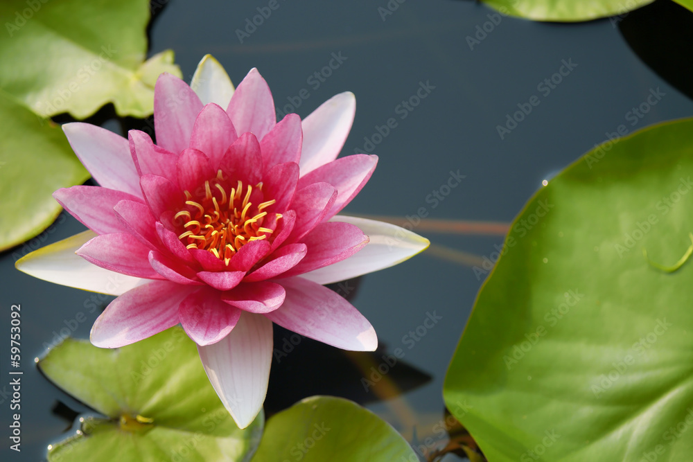 water lily