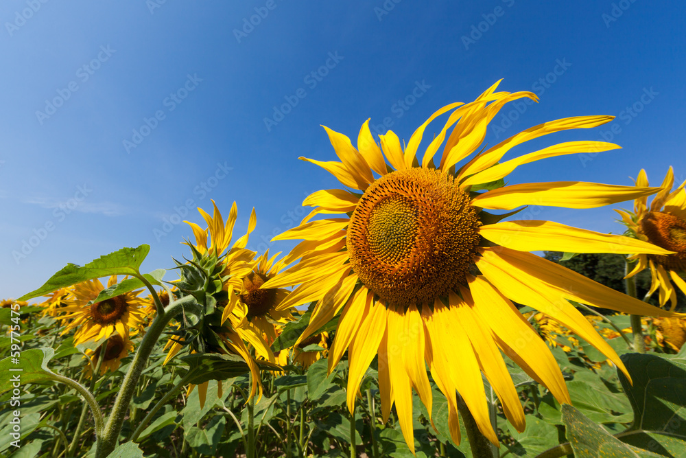 Sunflower Experience