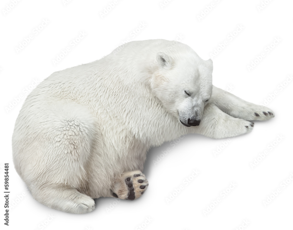 one polar bear