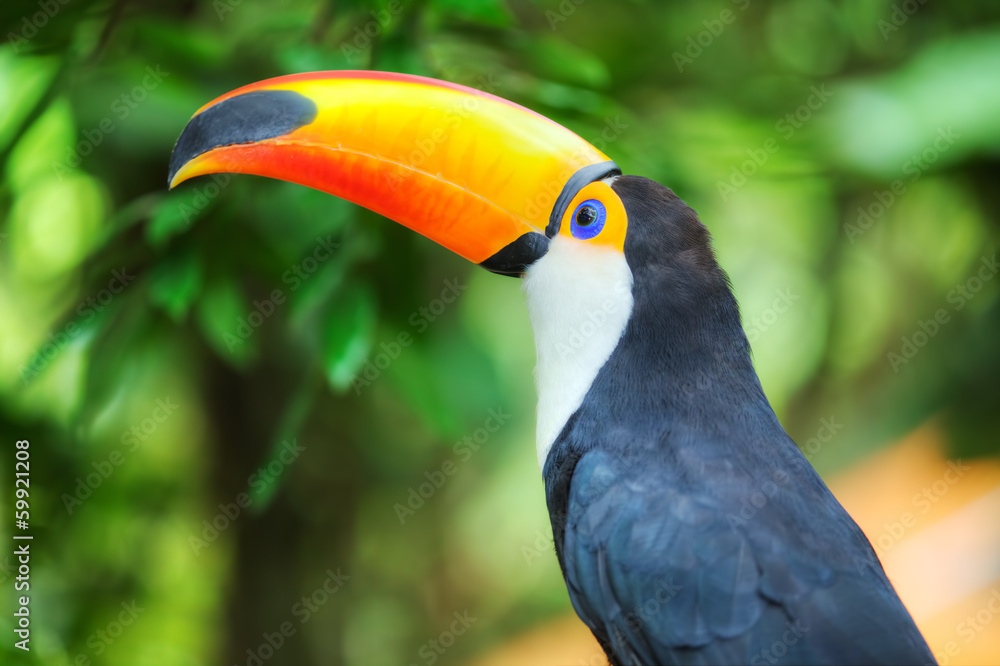 Colorful tucan in the aviary