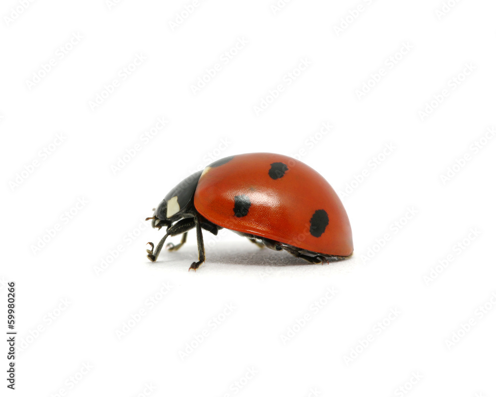 Ladybug