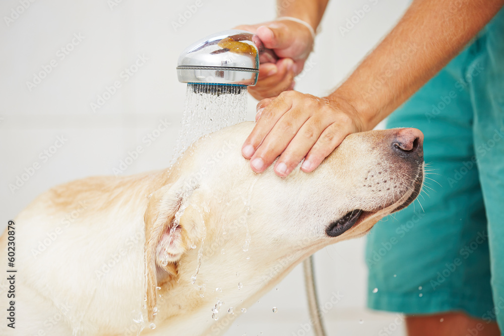 Dog in bathroom