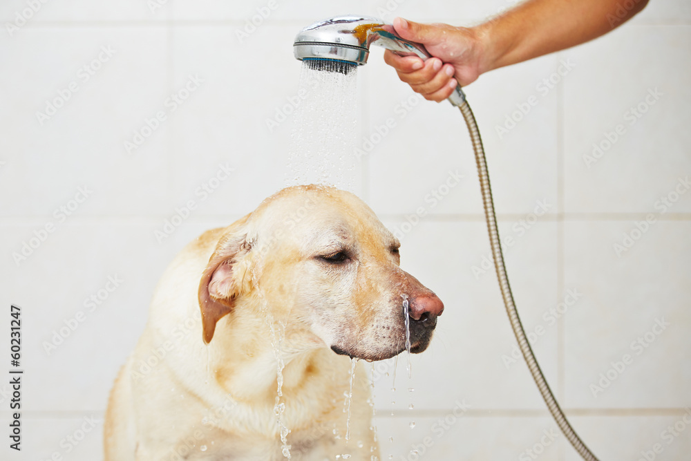 Dog in bathroom