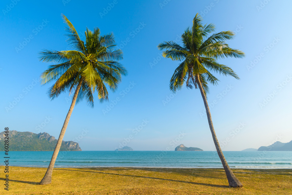 Palm trees on the beach