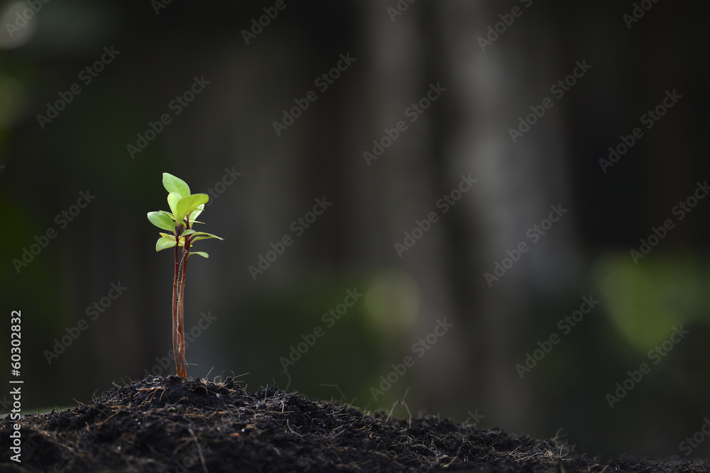 Sprout in the forest.