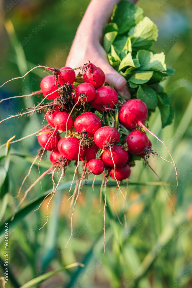 picking fresh radish